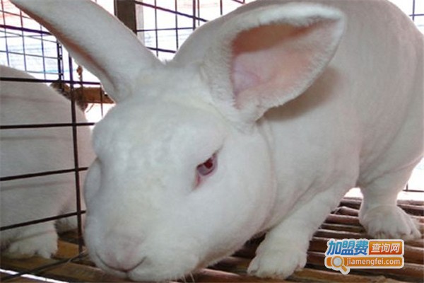 绿州獭兔养殖加盟