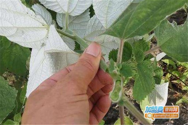 植物软黄金加盟费