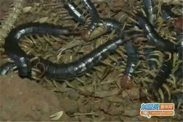 华科2号金头蜈蚣养殖加盟费