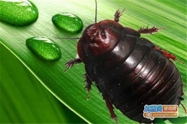 裕农金土元加盟费