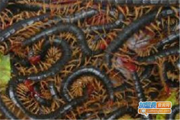 三农蜈蚣养殖加盟费