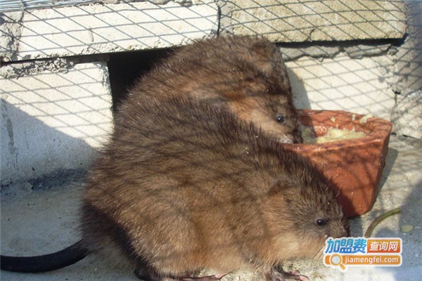 华俊麝香貂加盟费