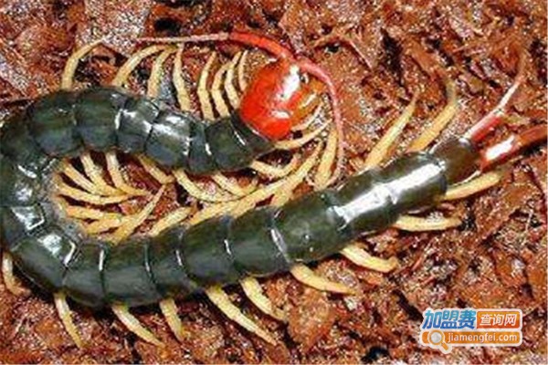 三农蜈蚣养殖加盟费