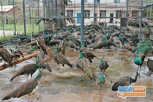 新海瀛科贸养殖加盟费