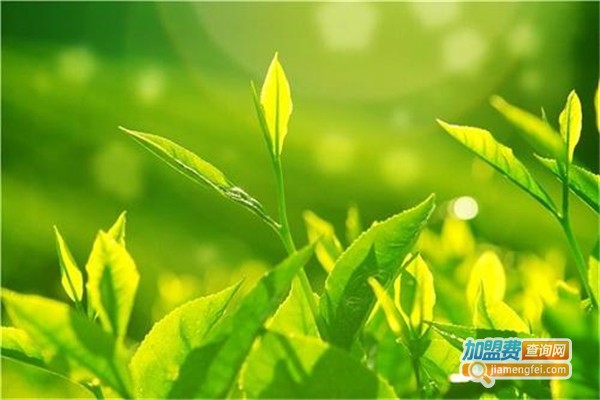 云山传奇茶叶加盟费