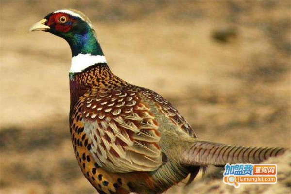 晋盛牧业野鸭养殖加盟