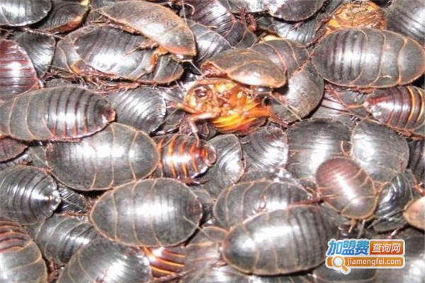 裕农金土元加盟费