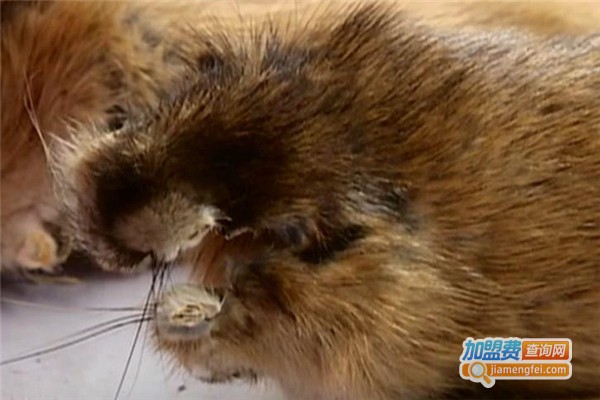 华俊麝香貂加盟费