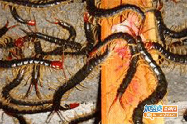 国宇蜈蚣养殖加盟费