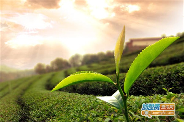 茗翔茶叶加盟费