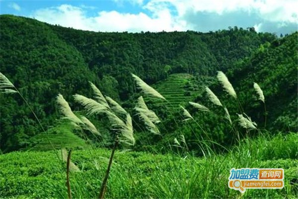 安溪茶业技术培训加盟