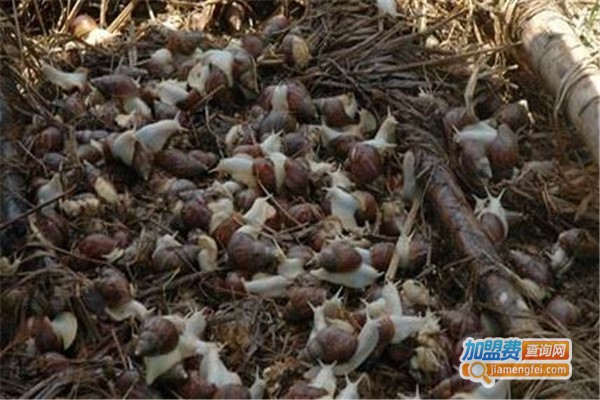 新海瀛科贸养殖加盟费