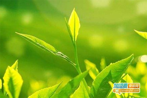 大唐盛华保健茶加盟费