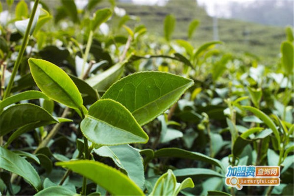 第一峰茶叶加盟费