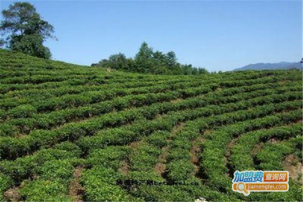 醉品茶叶加盟费