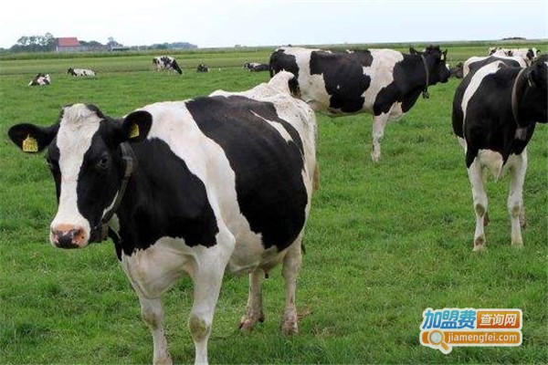 瑞丹农业养殖加盟