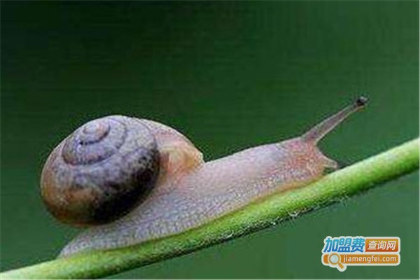 湘隆Ⅱ号白玉蜗牛加盟费