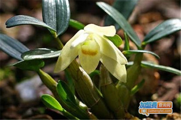 植物软黄金加盟费