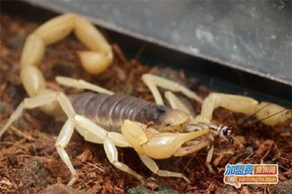 阳光9号金蝎加盟费