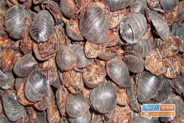 中华土鳖王加盟费