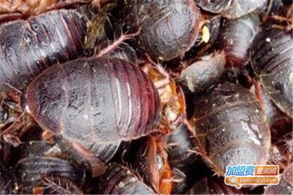 鑫农杂交10号土元加盟费