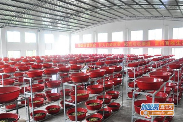 农大18号金土元加盟