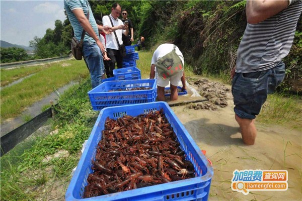 潜江小龙虾养殖加盟费