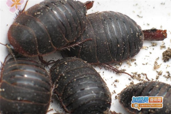 鑫农杂交10号土元加盟费