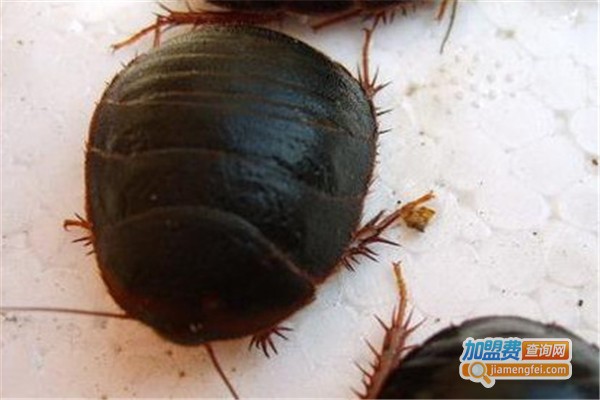 金叶环宇金边药用土元加盟