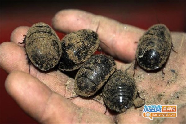 新一代利民19号土元加盟费