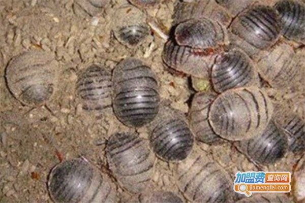 润隆8号土元加盟费