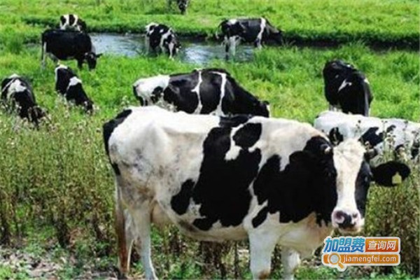 瑞丹农业养殖加盟费