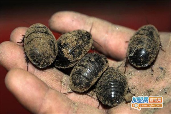 中科惠农土元养殖