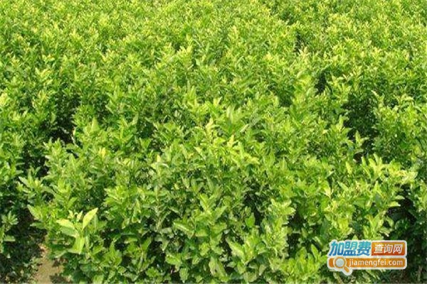 绿鑫源农业养殖加盟费