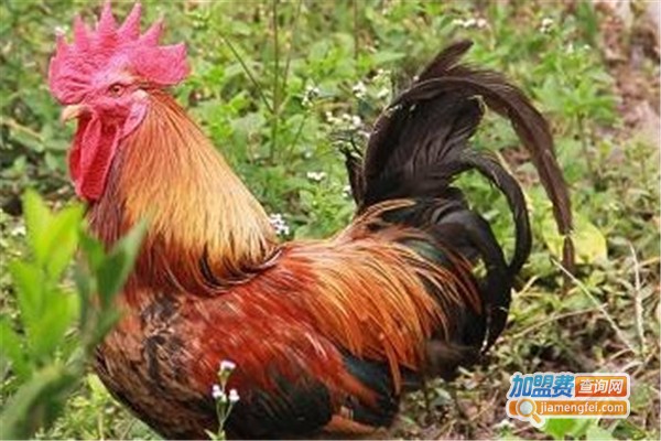 晋盛牧业野鸭养殖加盟