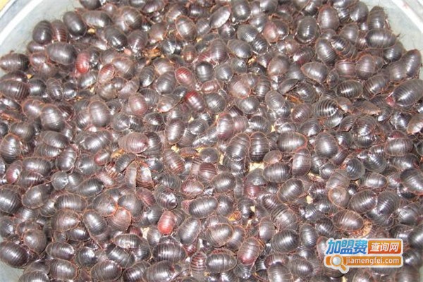 润隆8号土元加盟费