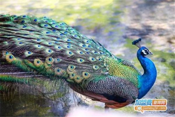 农邦养殖加盟费