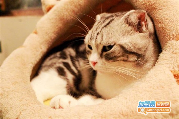 猫主题咖啡馆加盟费