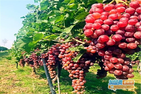 台依湖酒庄加盟费