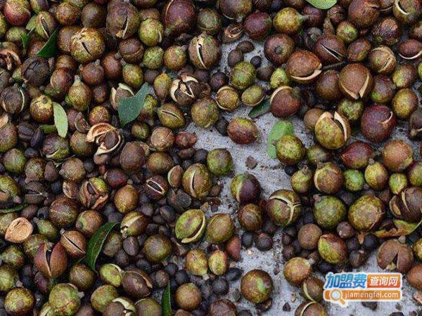 中药茶麸姜汁洗头加盟费