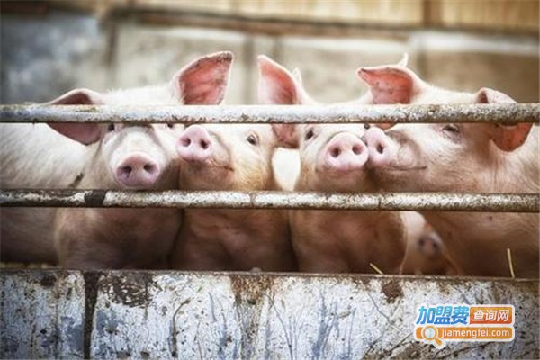 大北农养猪加盟费