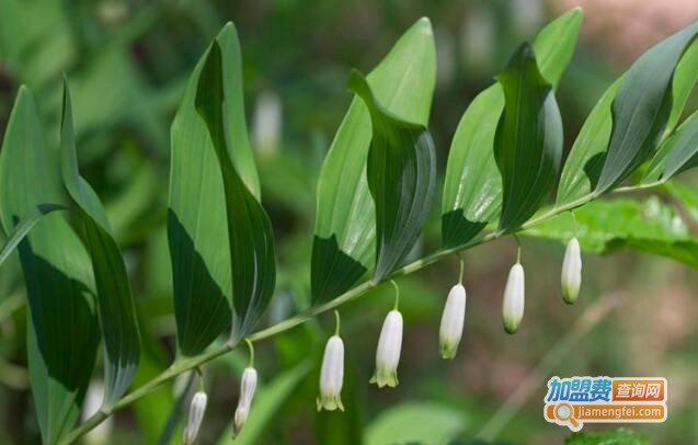现在种植什么药材好赚钱,推荐5种中药材品种