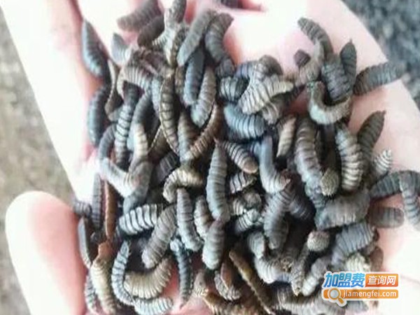 黑水虻养殖