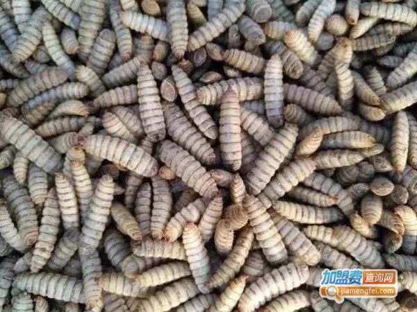 黑水虻养殖
