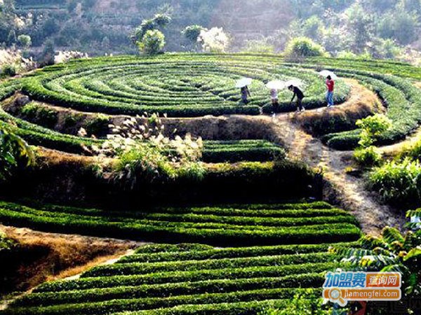 坪山名茶加盟费