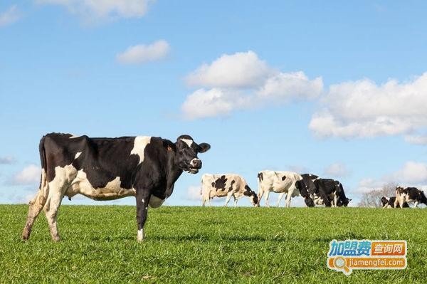 奶牛爸爸加盟费