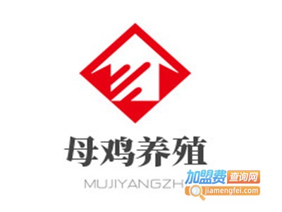 母鸡养殖