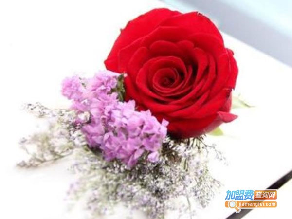 花信子加盟费