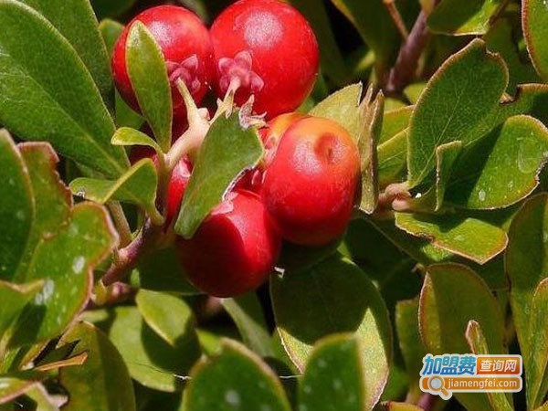 秀靓植物祛斑加盟费