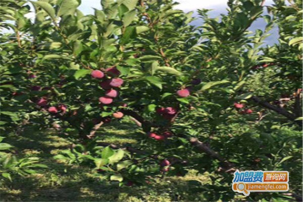 果然果园加盟费